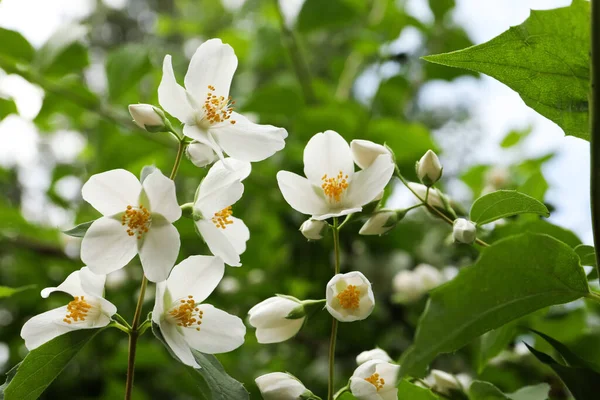 View Beautiful Blossoming Jasmine Bush Outdoors — Stock Photo, Image