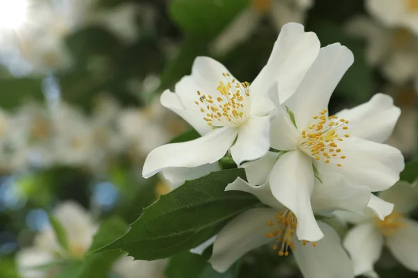 Beautiful Blooming White Jasmine Shrub Outdoors Closeup Space Text — Stock Photo, Image