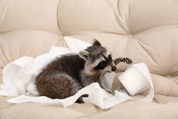 Mignon Raton Laveur Espiègle Jouer Avec Papier Toilette Sur Canapé — Photo