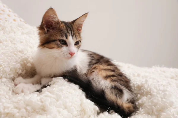 Cute Kitten Soft Plaid Baby Animal — Stock Photo, Image