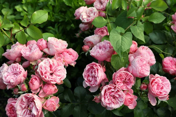 Schöne Blühende Rosa Rosen Strauch Freien — Stockfoto