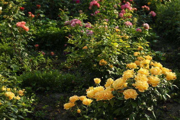 Bahçedeki Güzel Sarı Gül Çalıları — Stok fotoğraf