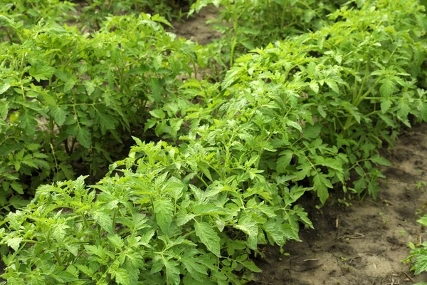 庭に緑の葉を持つトマトの植物 — ストック写真