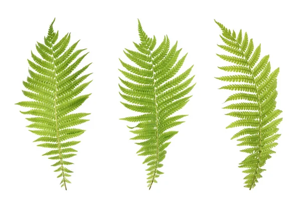 Set Beautiful Fern Leaves White Background — Stock Photo, Image