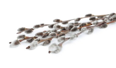 Beautiful blooming pussy willow branches on white background