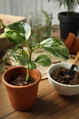 Ev bitkileri ve bahçe aletleri ahşap masada.