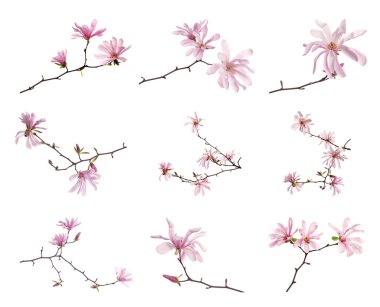 Beyaz arka planda güzel çiçekli manolya ağacı dalları, kolaj 