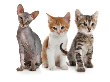 Beyaz arka planda bir grup şirin kedi yavrusu