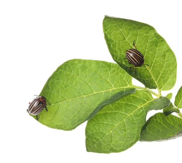 Dos Escarabajos Patata Colorado Sobre Planta Verde Sobre Fondo Blanco —  Fotos de Stock