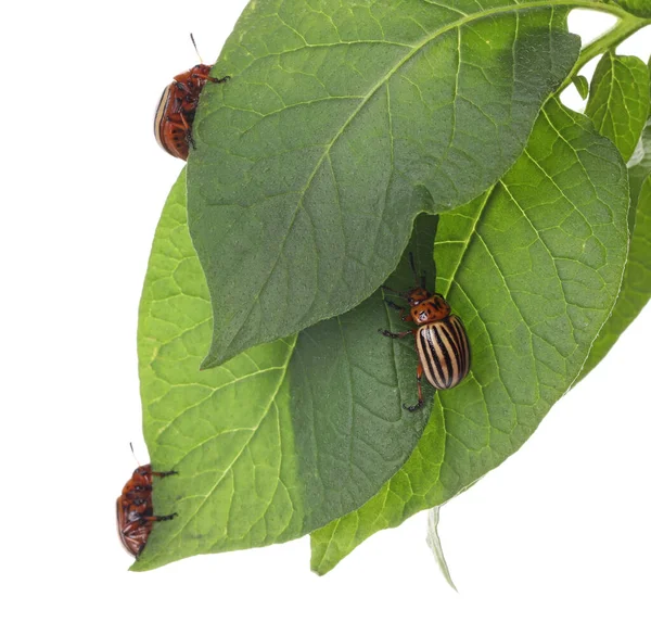 Escarabajos Patata Colorado Sobre Planta Verde Sobre Fondo Blanco —  Fotos de Stock