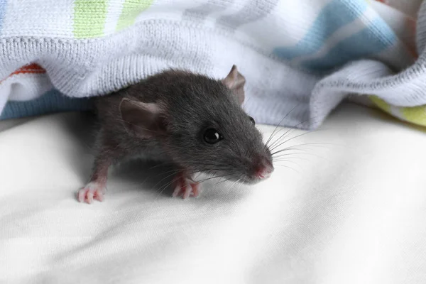 Niedliche Kleine Ratte Strickkarierte Gewickelt Nahaufnahme — Stockfoto