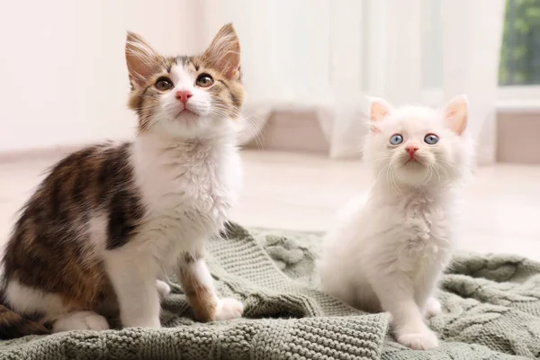 自宅で演奏されたニットのかわいい子猫 赤ちゃん動物 — ストック写真