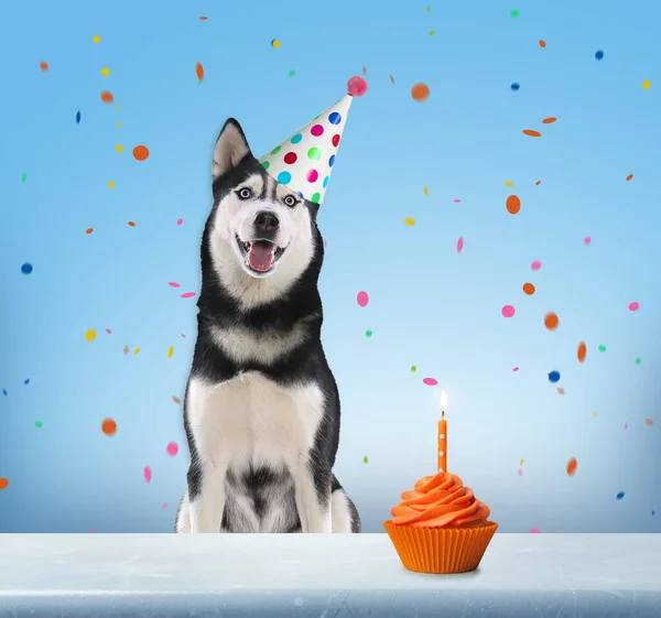 Lindo Perro Con Sombrero Fiesta Delicioso Cupcake Cumpleaños Sobre Fondo —  Fotos de Stock