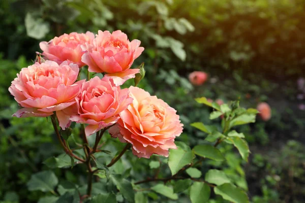 Hermosas Rosas Coral Florecientes Arbustos Aire Libre Espacio Para Texto — Foto de Stock