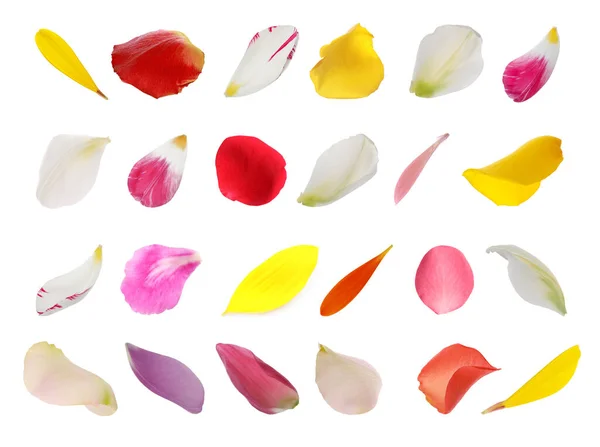 Set Met Verschillende Mooie Bloemblaadjes Witte Achtergrond — Stockfoto