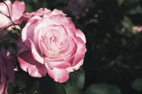 Gyönyörű Virágzó Rózsaszín Rózsa Bokor Szabadban Közelkép — Stock Fotó