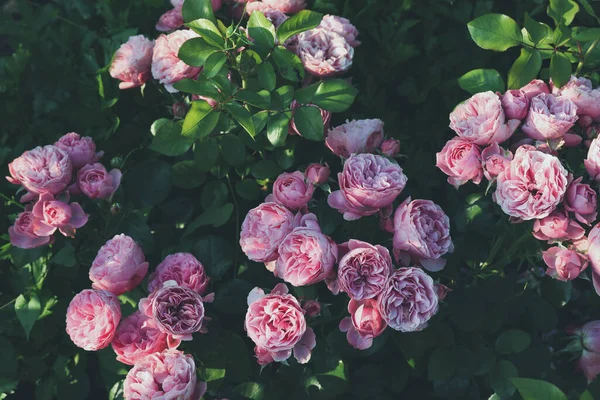 Gyönyörű Virágzó Rózsaszín Rózsák Szabadban — Stock Fotó