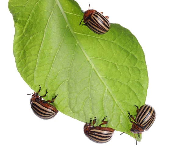 Muchos Escarabajos Patata Colorado Sobre Hoja Verde Sobre Fondo Blanco —  Fotos de Stock