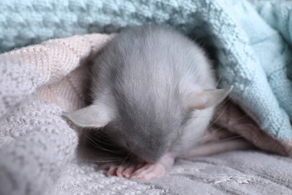 Rato Pequeno Bonito Envolto Xadrez Malha Close — Fotografia de Stock