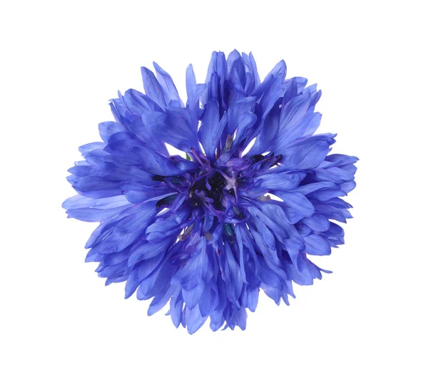 白で隔離された美しい咲く青いコーンフラワー トップビュー — ストック写真