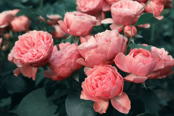 Beautiful Blooming Pink Roses Bush Outdoors — Stock Photo, Image