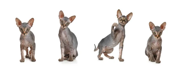 Bedårande Sphynx Kattungar Vit Bakgrund Collage Banderolldesign — Stockfoto