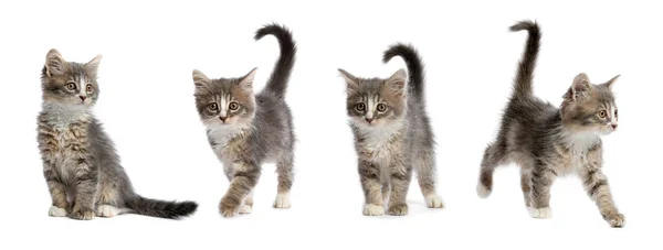 Adorable Tabby Kittens White Background Collage Banner Design — Stock Photo, Image