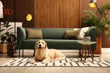 Modern oturma odasının içi. Koltuğun yanında yerde duran sevimli Altın Labrador Retriever