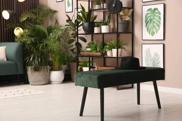 屋内ベンチと美しい観葉植物とスタイリッシュな部屋のインテリア — ストック写真