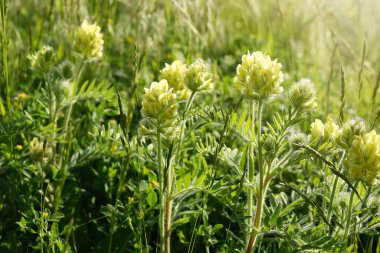 Güneşli bir günde çayırlarda yetişen güzel çiçekler.