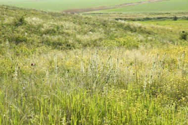 Güneşli bir günde çayırlarda yetişen güzel çiçekler.