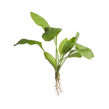 Yeşil geniş yapraklı muz bitkisi beyaza izole edilmiş.