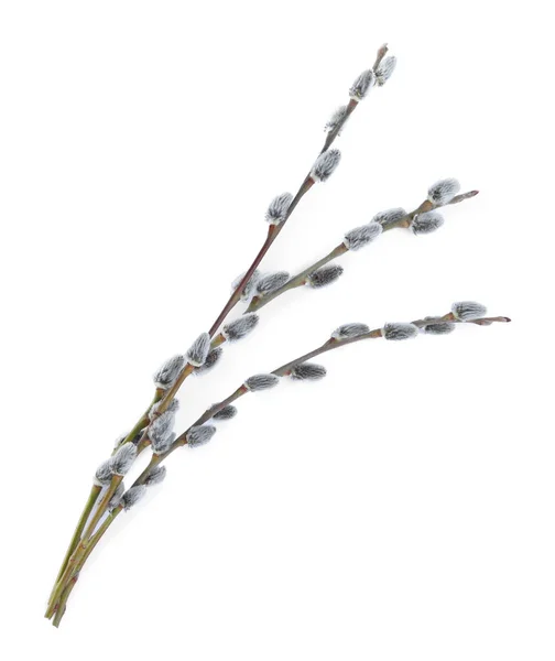 Beautiful Blooming Pussy Willow Branches White Background Top View — Φωτογραφία Αρχείου