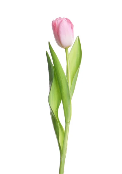 Uma Bela Tulipa Delicada Isolada Branco — Fotografia de Stock