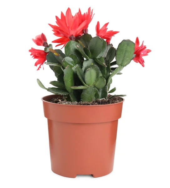 Schöner Roter Schlumbergera Weihnachts Oder Erntedankkaktus Isoliert Auf Weiß — Stockfoto