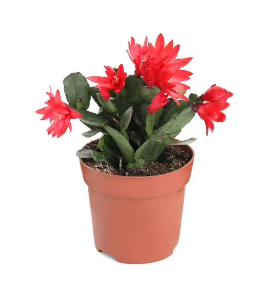 Schöner Roter Schlumbergera Weihnachts Oder Erntedankkaktus Isoliert Auf Weiß — Stockfoto