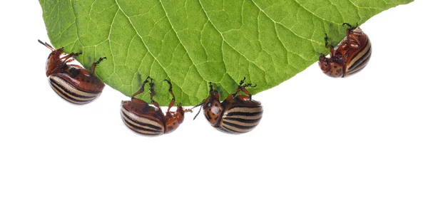 Muchos Escarabajos Patata Colorado Sobre Hoja Verde Sobre Fondo Blanco —  Fotos de Stock