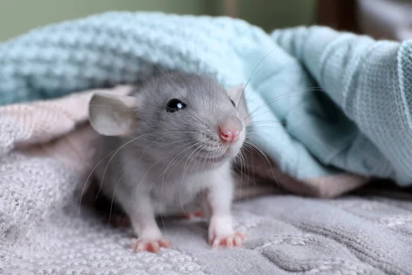 Mignon Petit Rat Sur Plaid Mou Tricoté Gros Plan — Photo