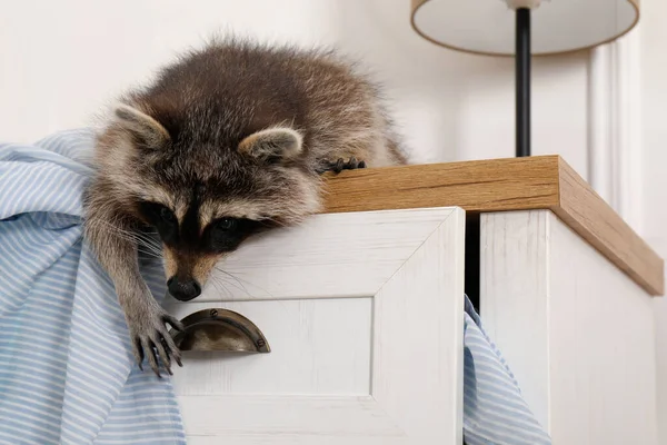 Mignon Raton Laveur Espiègle Jouer Avec Des Vêtements Sur Commode — Photo