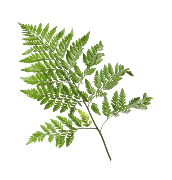 Branch Beautiful Tropical Fern Leaves Isolated White — Stock Photo, Image