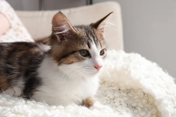 自宅で再生ソフト上でかわいい子猫 赤ちゃん動物 — ストック写真