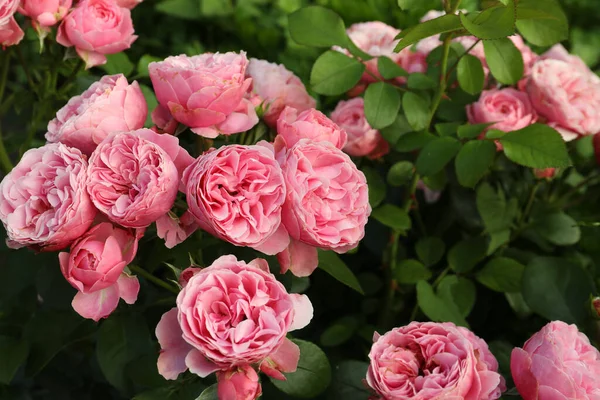 Vackra Blommande Rosa Rosor Buske Utomhus — Stockfoto
