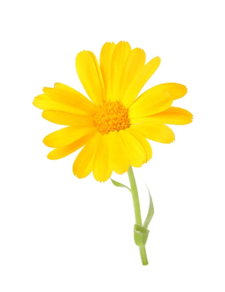 Fresh Beautiful Calendula Flower Isolated White — Stock Photo, Image