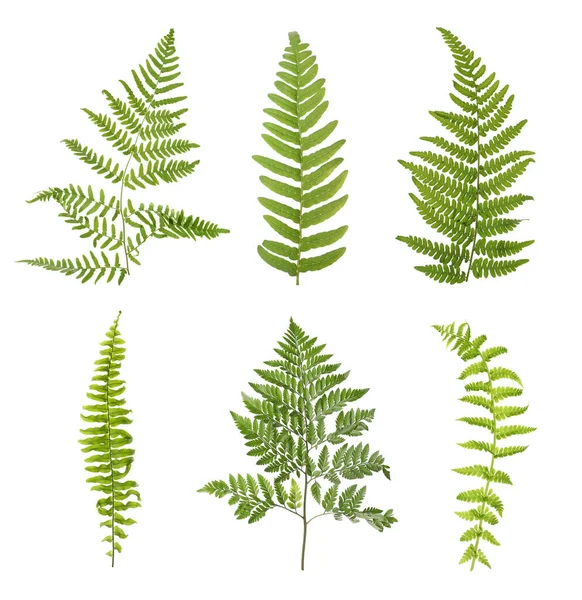 Set Beautiful Fern Leaves White Background — Stock Photo, Image