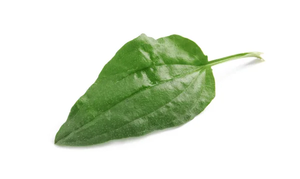 Fresh Green Broadleaf Plantain Leaf Isolated White — Stock Photo, Image