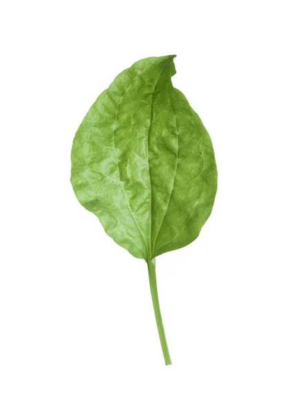 Frisches Grünes Laubwegerich Blatt Isoliert Auf Weiß — Stockfoto