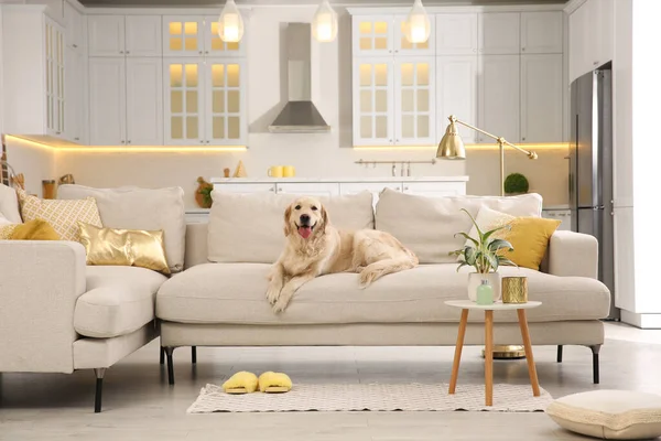 现代客厅的内部 可爱的金色拉布拉多猎犬在沙发上 — 图库照片