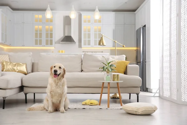 Moderne Woonkamer Interieur Leuke Golden Labrador Retriever Vloer Buurt Van — Stockfoto