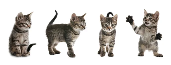 Adorable Tabby Kittens White Background Collage Banner Design — Stock Photo, Image