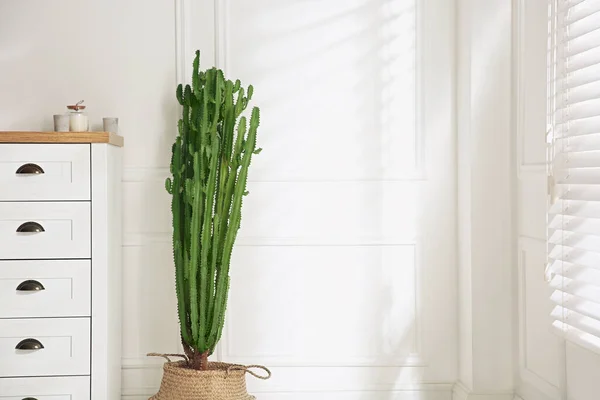 Chambre Élégante Avec Beaux Cactus Pot Espace Pour Texte Design — Photo